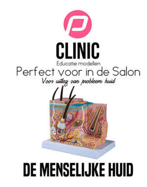 Μοντέλο ανατομίας ανθρώπινου δέρματος.