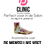 Ανατομικό μοντέλο επαγγελματικής ανατομίας ποδιών