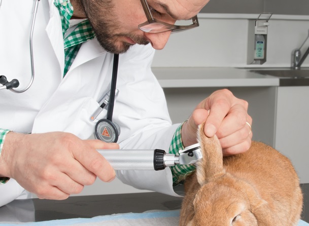 Χωνάκι Κτηνιατρικού Ανοιχτού Επεμβατικού Ωτοσκοπίου Heine G100/G100 LED 65mm Μήκος / 6mm Διάμετρος - Image 3